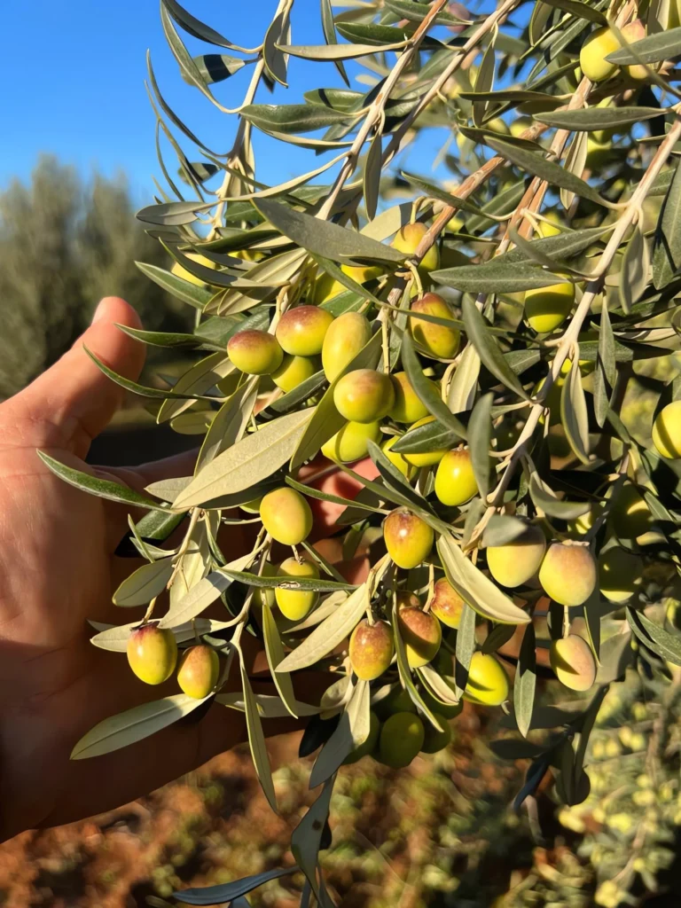 Organic-Chetoui- Robust Intensity - Origin: Tunisia